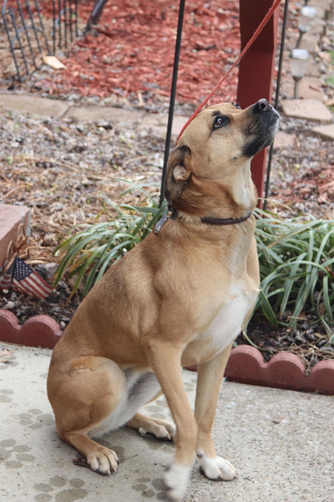 Enlarge Morgan, a Adoptable mixed breed in Louisville, KY image 4/6