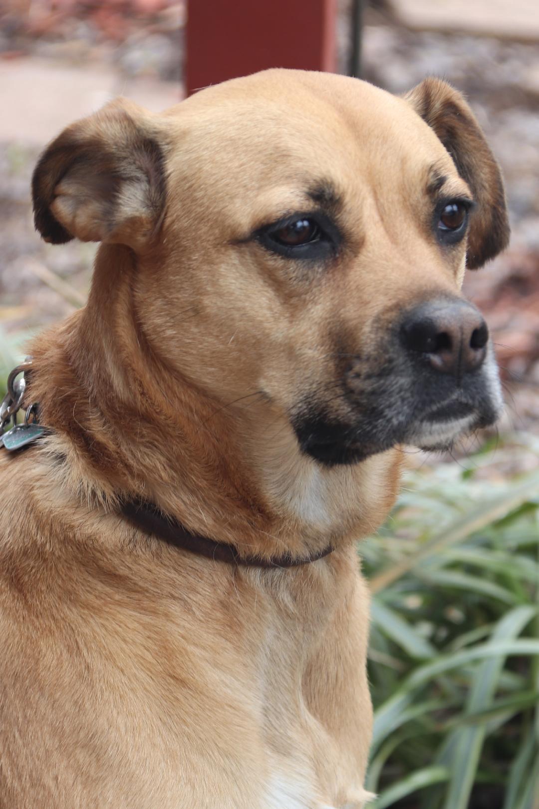 Enlarge Morgan, a Adoptable mixed breed in Louisville, KY image 5/6