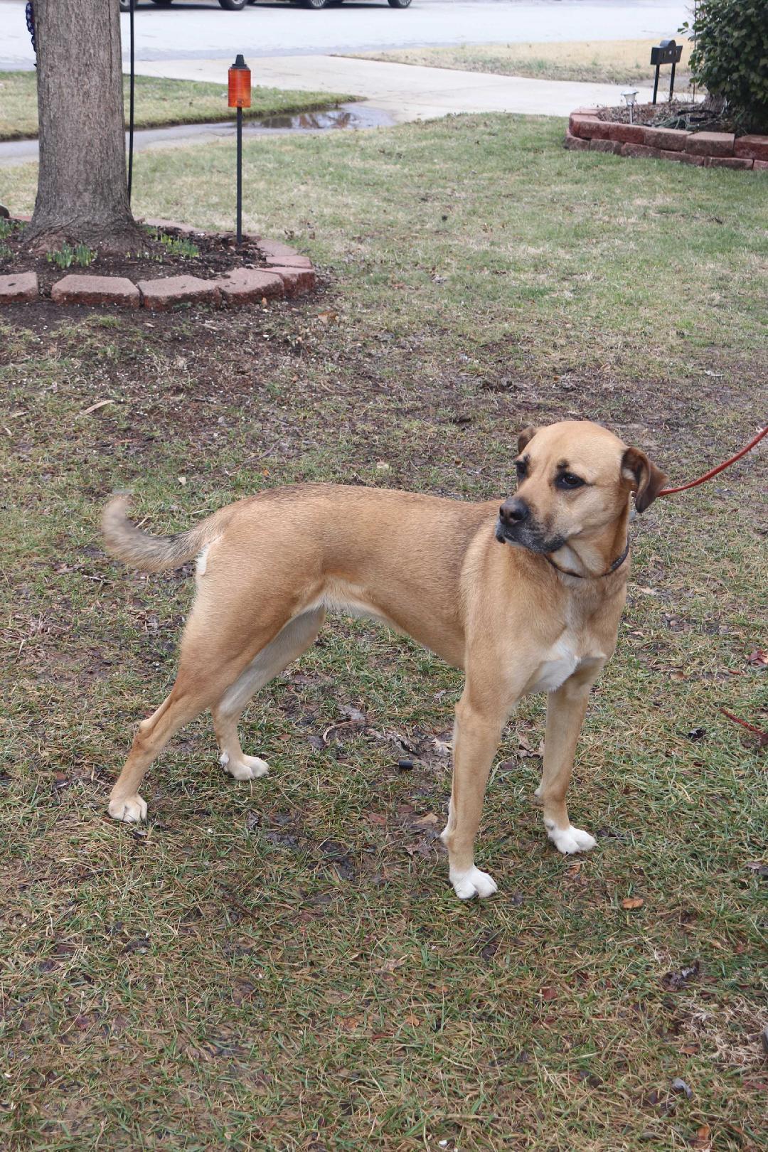 Enlarge Morgan, a Adoptable mixed breed in Louisville, KY image 6/6