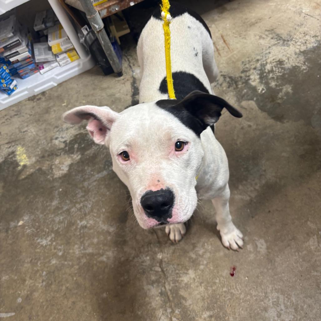 Enlarge Carolyn "Bonita", a Adoptable Pit Bull Terrier in Clanton, AL image 1/1