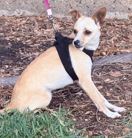 Enlarge Natty , a ADOPTABLE mixed breed in San Diego, CA image 1/5