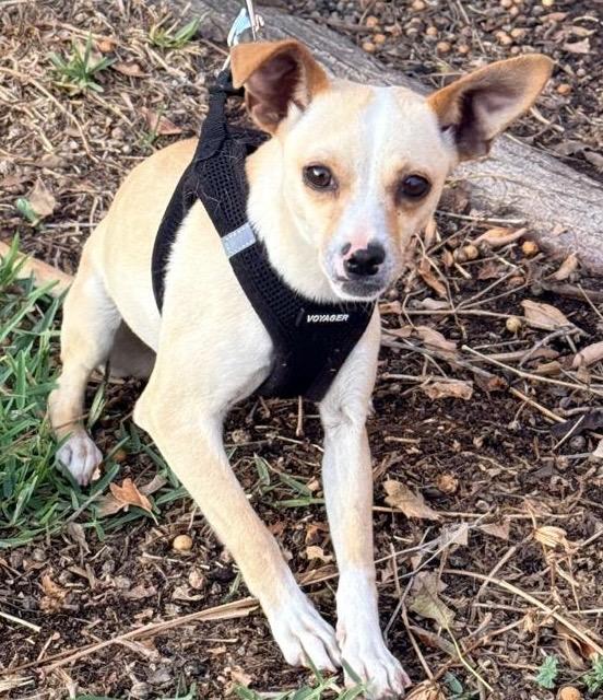 Enlarge Natty , a ADOPTABLE mixed breed in San Diego, CA image 5/5