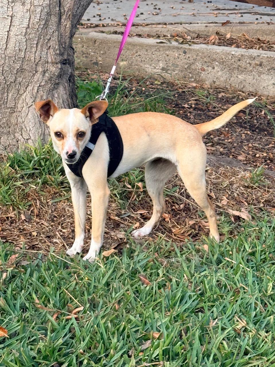 Enlarge Natty , a ADOPTABLE mixed breed in San Diego, CA image 2/5