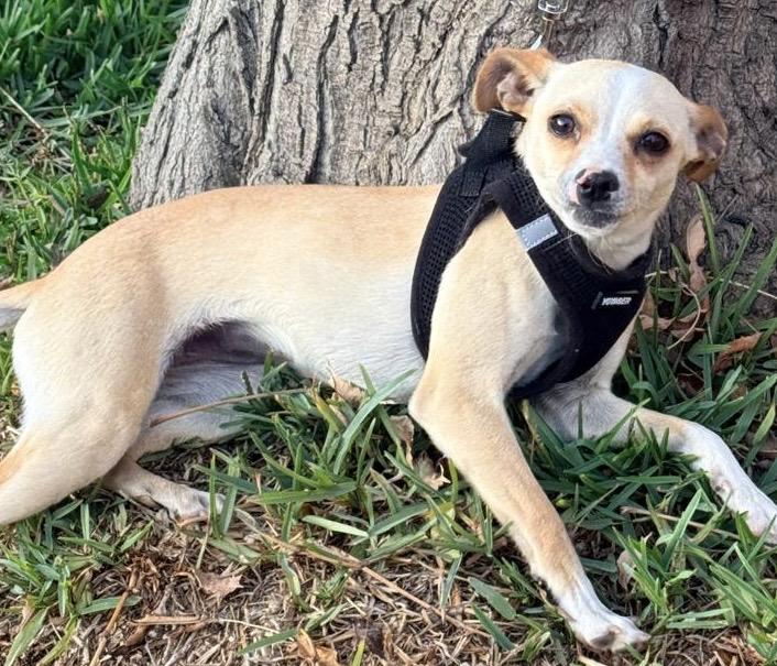 Enlarge Natty , a ADOPTABLE mixed breed in San Diego, CA image 4/5