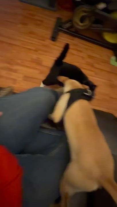 Enlarge Natty , a ADOPTABLE mixed breed in San Diego, CA video 3/5