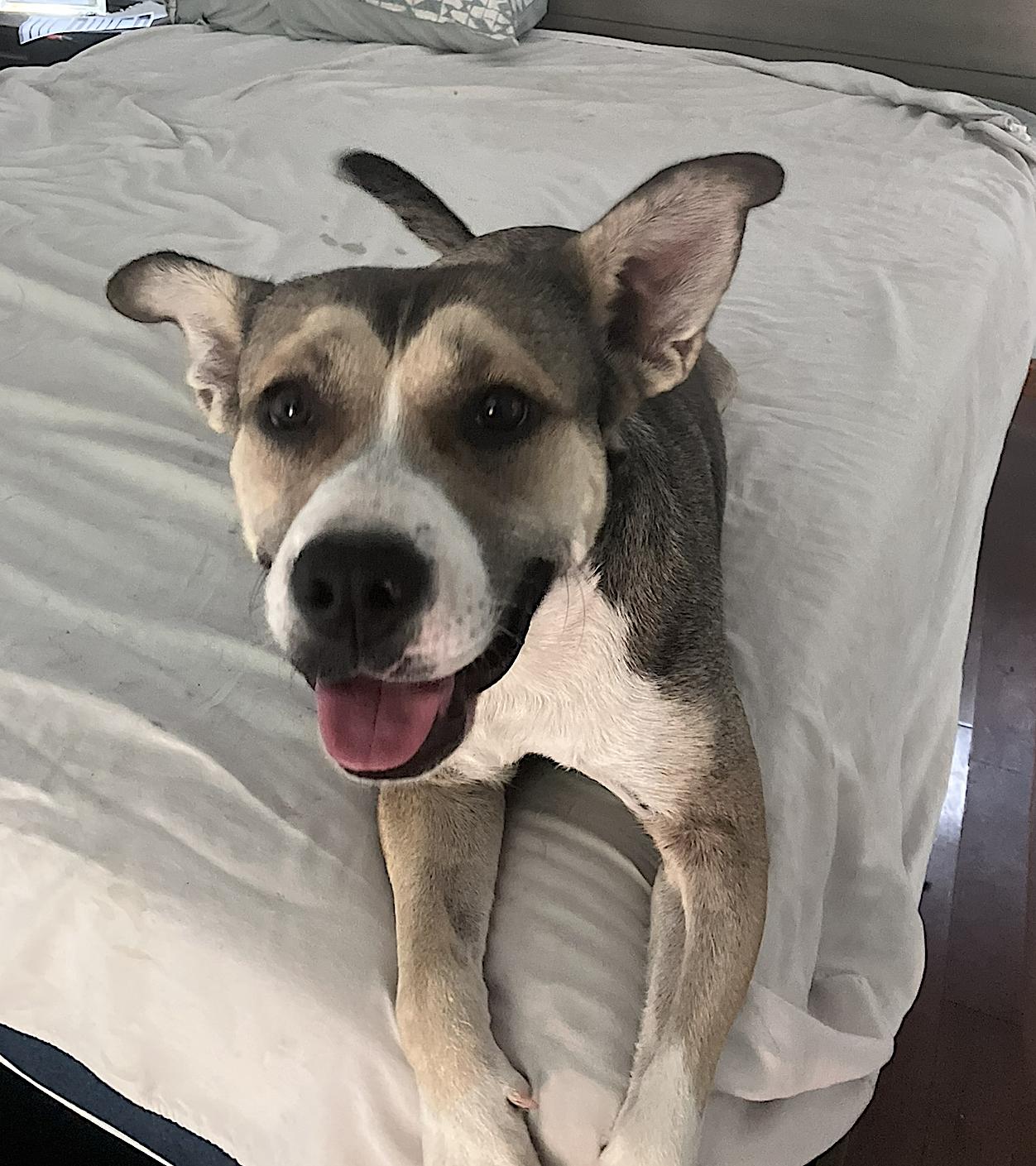 Willow — thumbnail 3