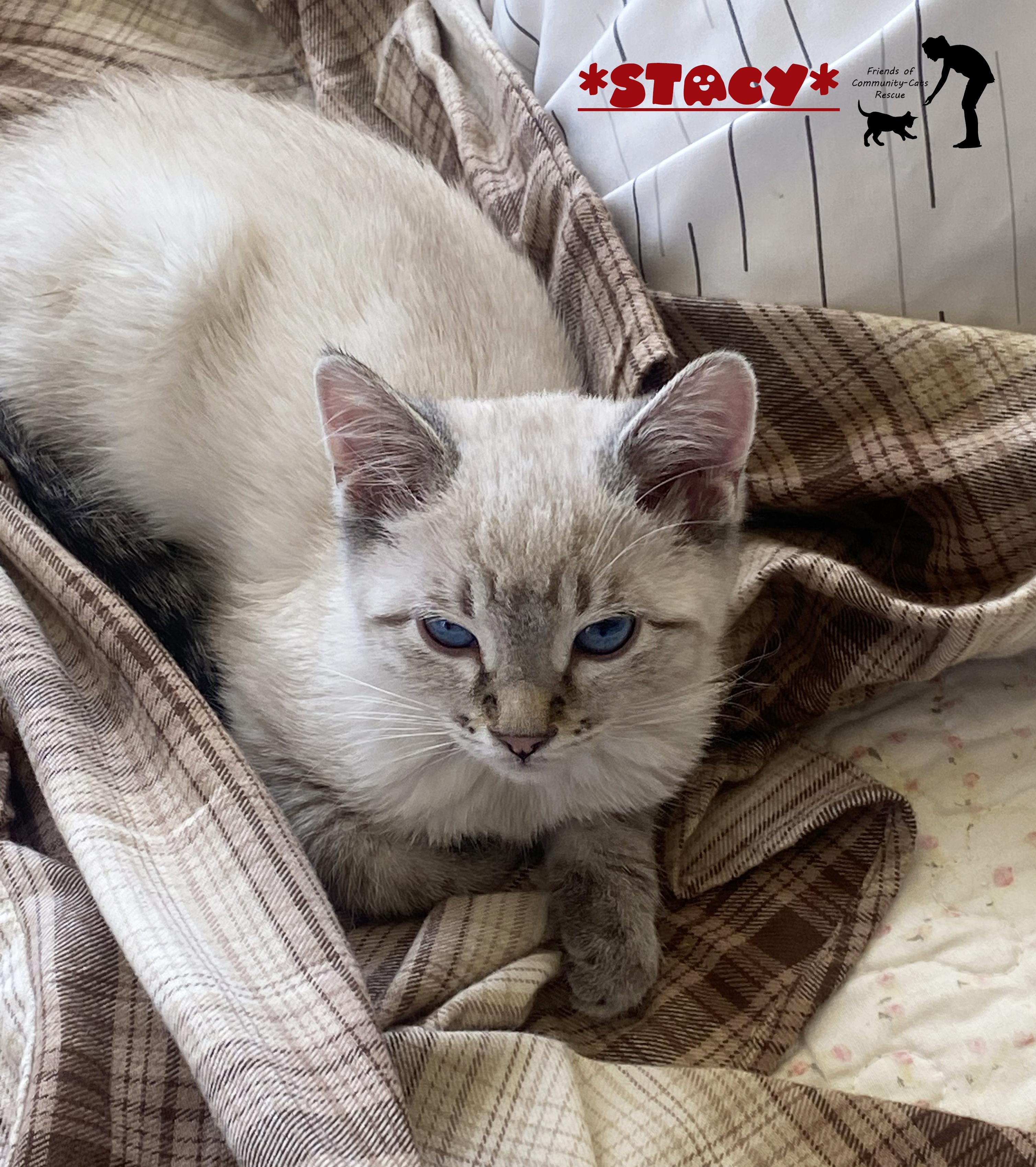 Stacy, Adopted, Kitten Female Domestic Short Hair.
