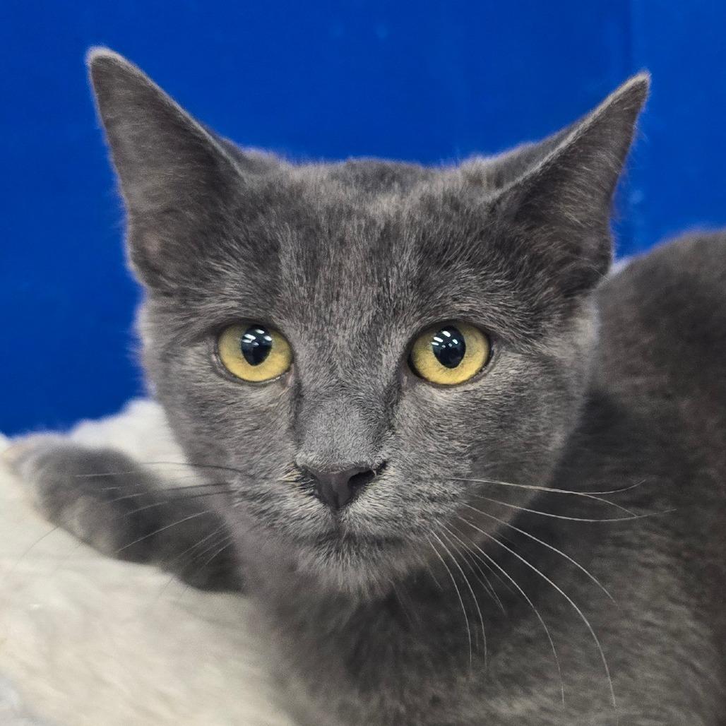 Linda, a Adoptable Domestic Short Hair in Wickenburg, AZ image 1/3