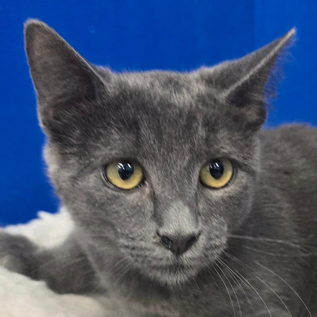 Linda, a Adoptable Domestic Short Hair in Wickenburg, AZ image 2/3
