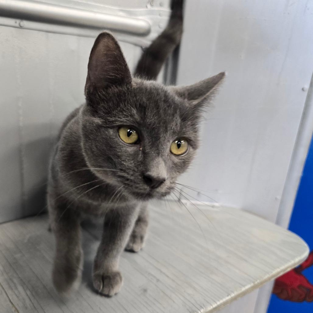 Linda, a Adoptable Domestic Short Hair in Wickenburg, AZ image 3/3