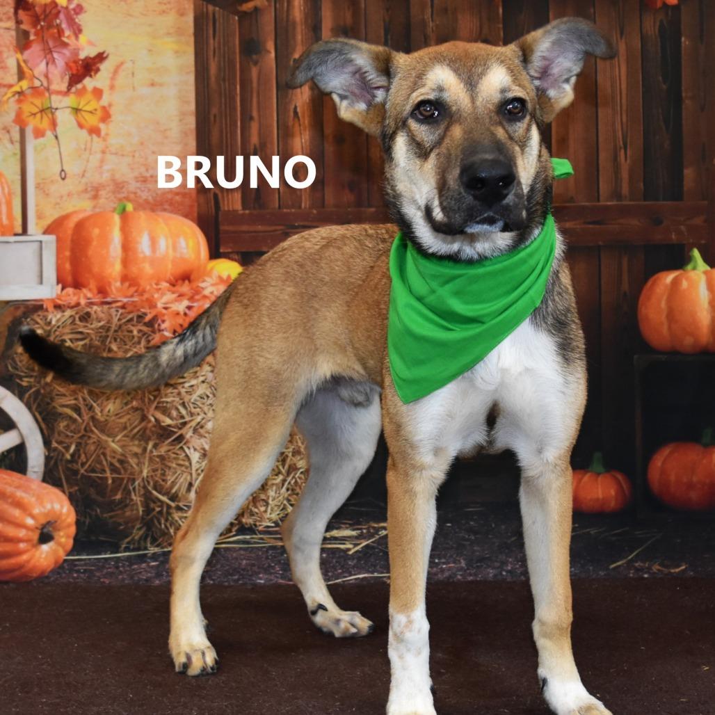 Bruno, Adoptable, Adult Male Mixed Breed.