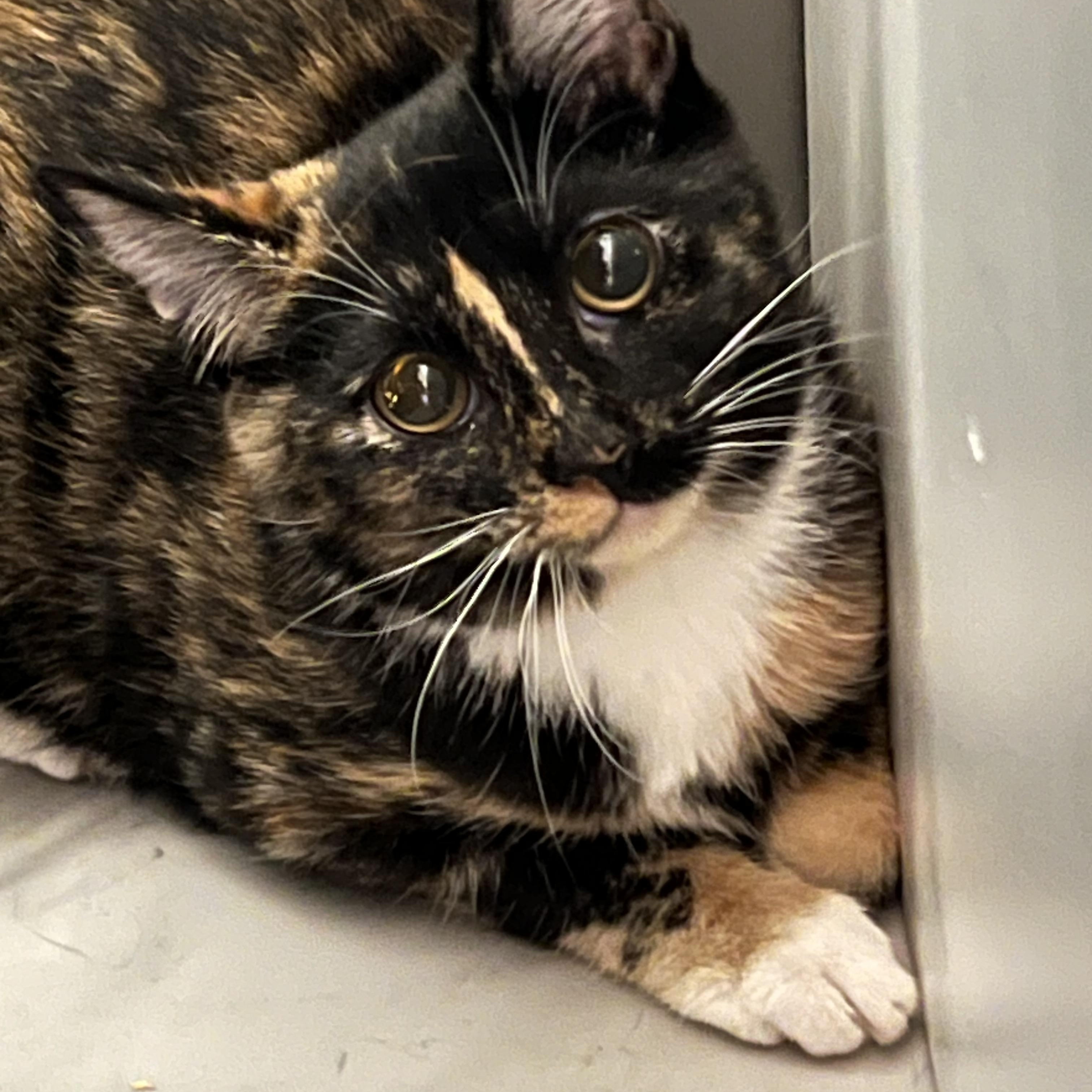 Enlarge Rocky, a ADOPTABLE Domestic Short Hair in Mesa, AZ image 1/1