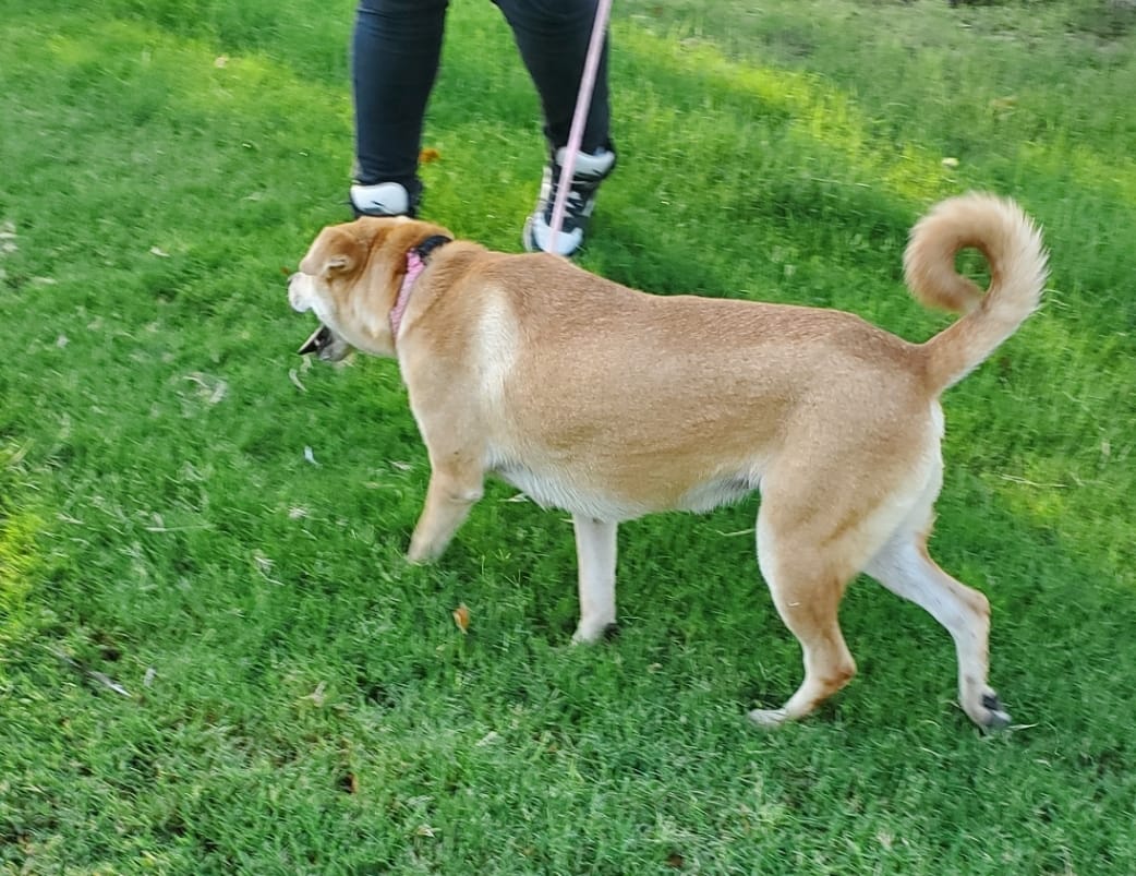Enlarge Princess, a Adoptable mixed breed in Santa Monica, CA image 2/5