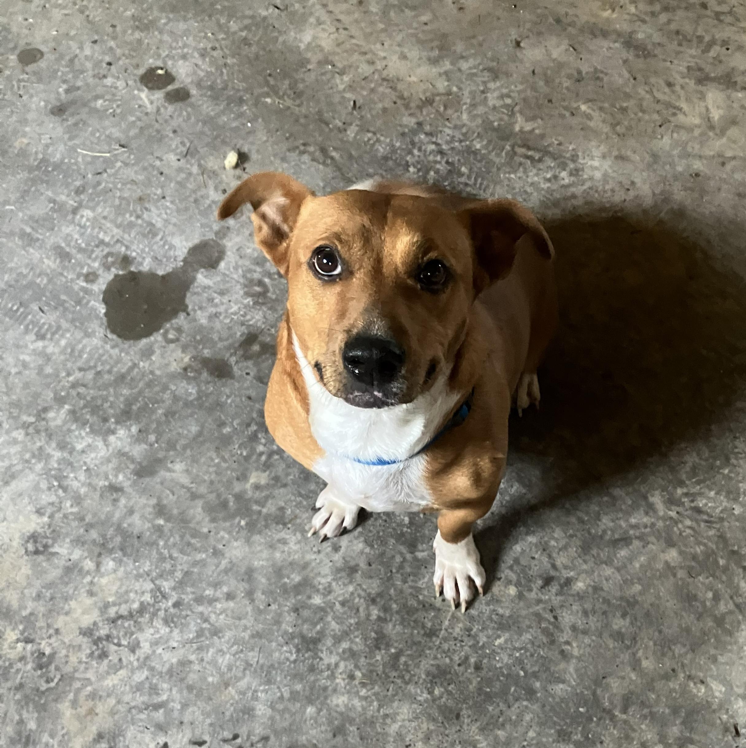Fern, adopted, Adult Female Corgi & Hound.