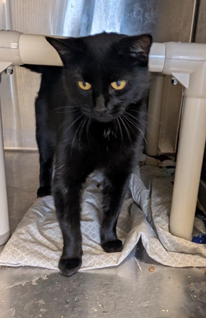 Enlarge Trash Cat, a Adoptable mixed breed in Havre, MT image 1/1