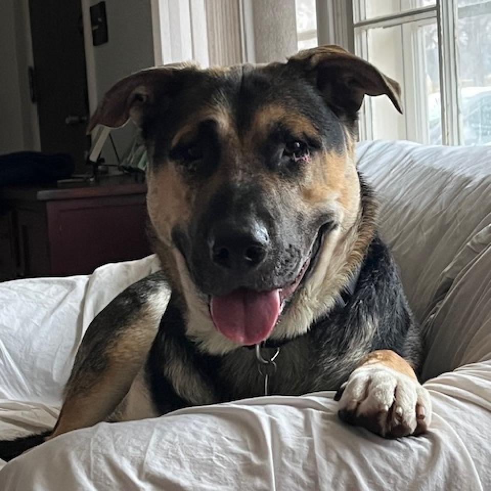 Ireland, Adoptable, Adult Male Shepherd & Mixed Breed.