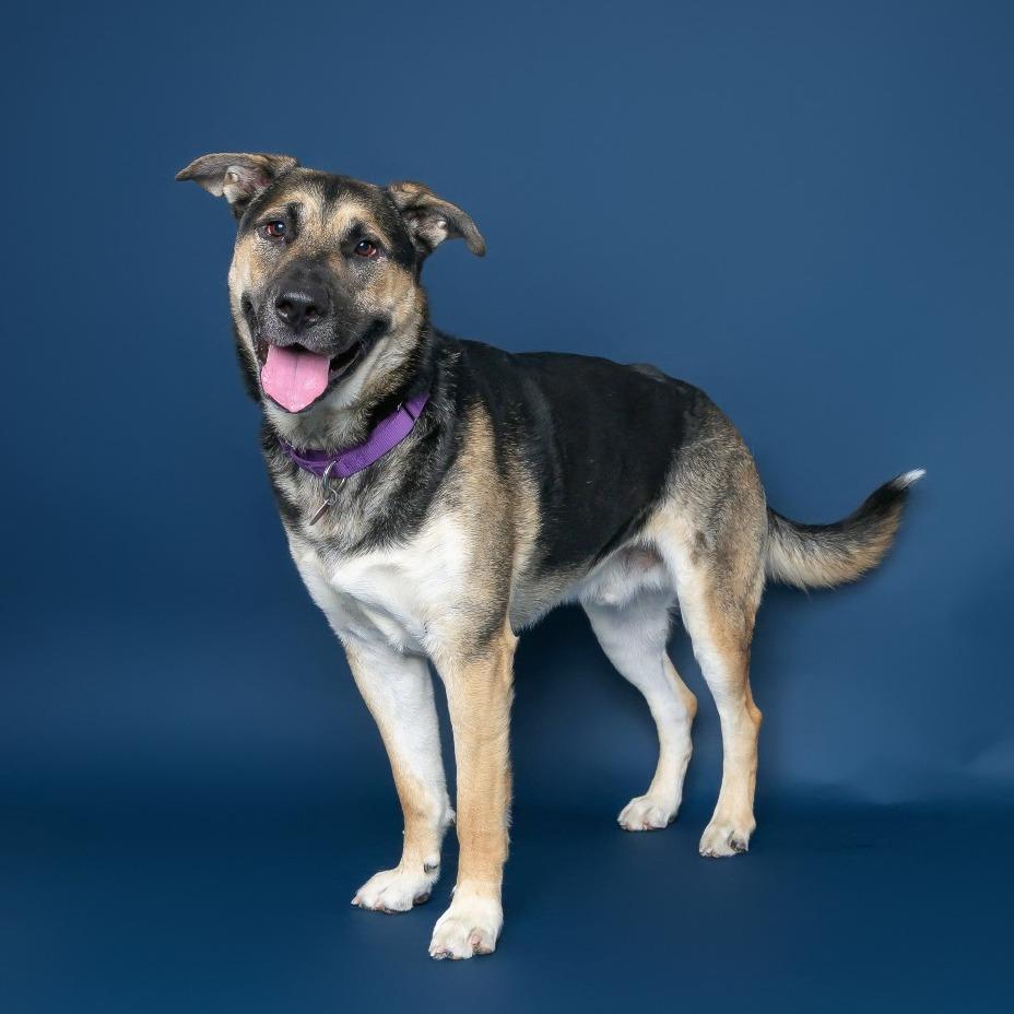 Enlarge Ireland, a Adoptable mixed breed in Fargo, ND image 2/6