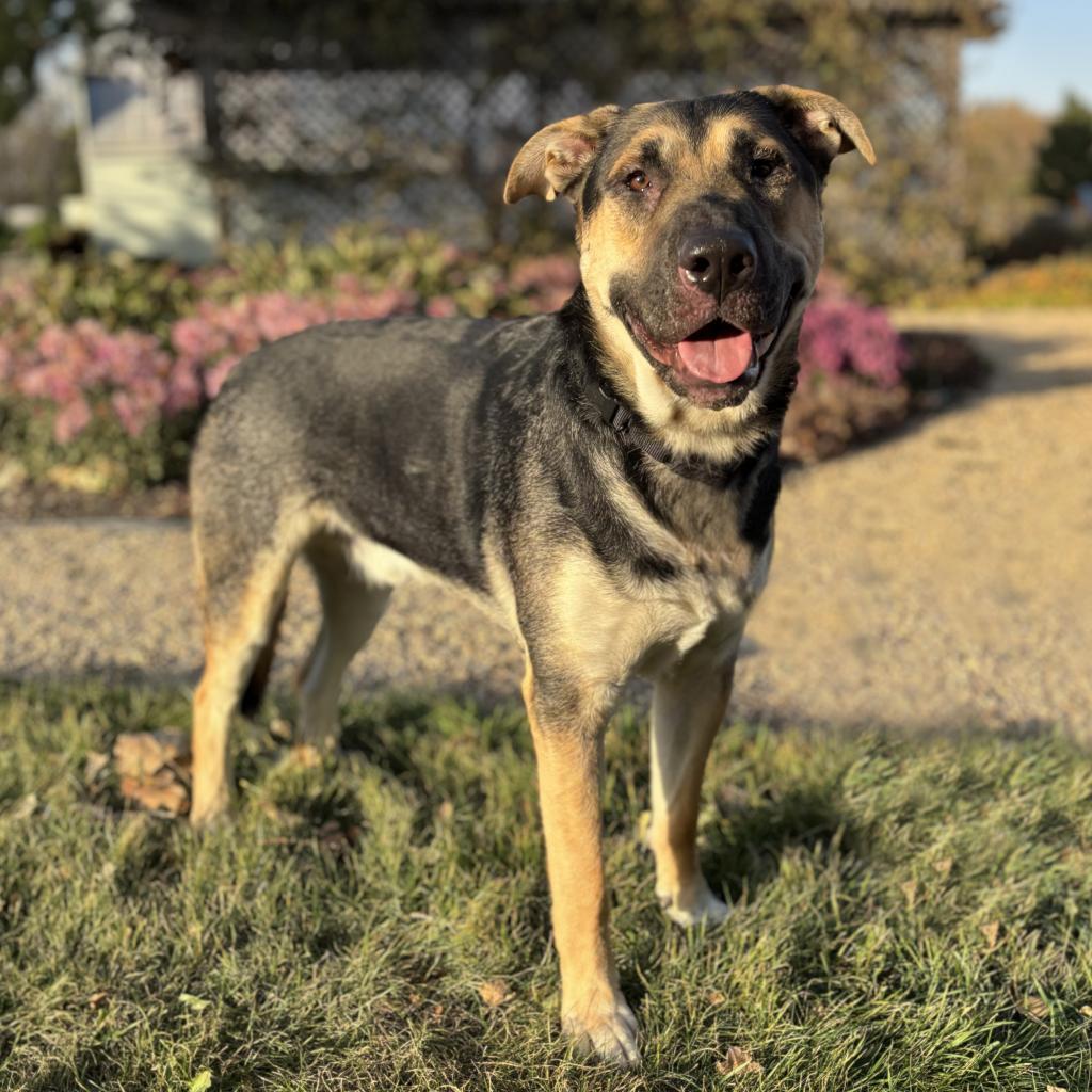 Enlarge Ireland, a Adoptable mixed breed in Fargo, ND image 3/6