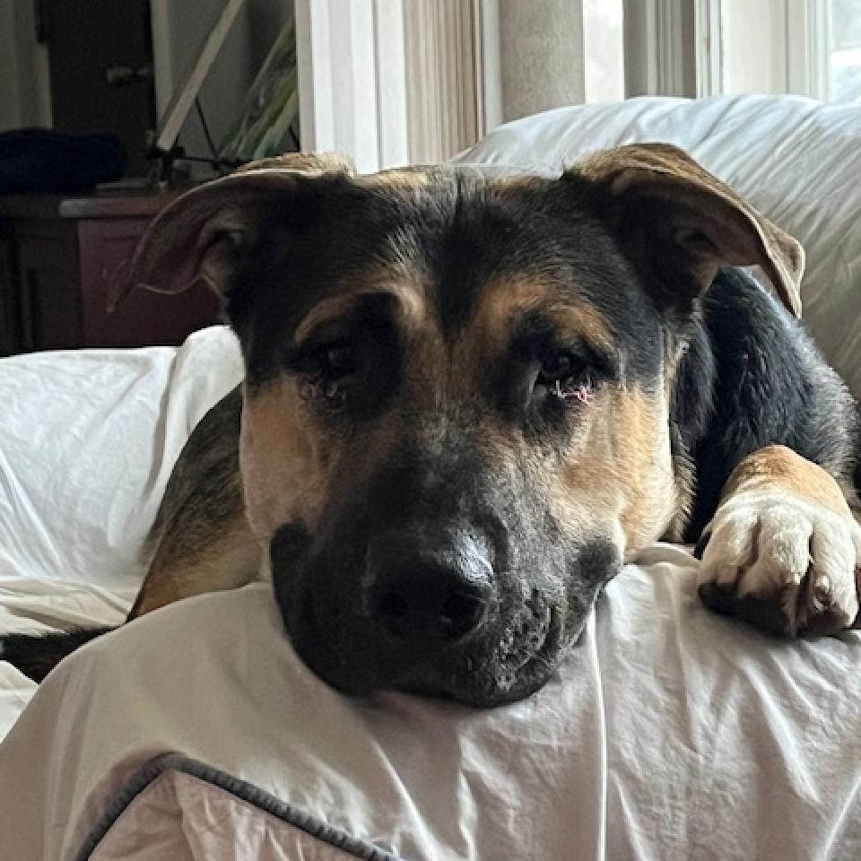 Enlarge Ireland, a Adoptable mixed breed in Fargo, ND image 4/6