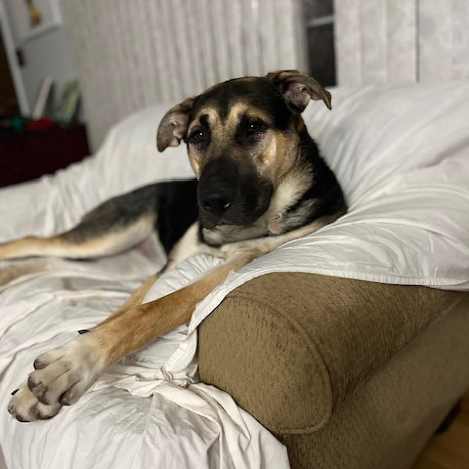 Enlarge Ireland, a Adoptable mixed breed in Fargo, ND image 5/6