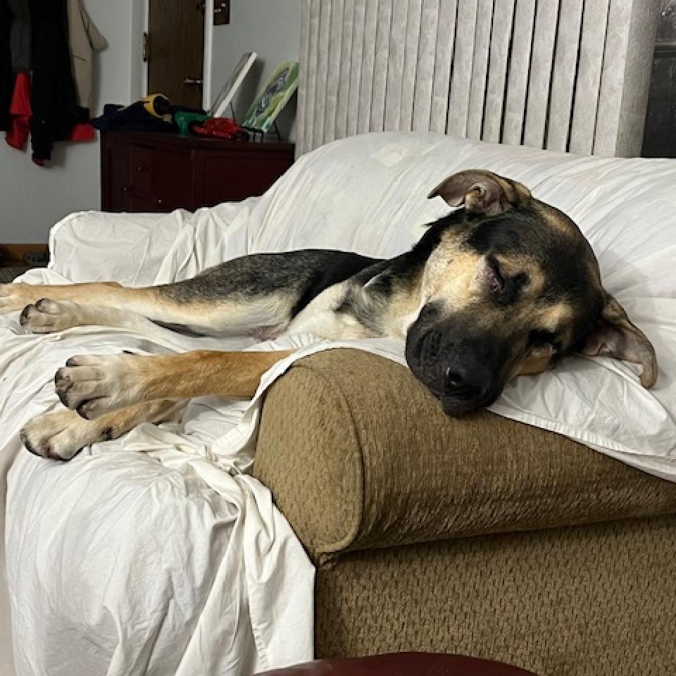 Enlarge Ireland, a Adoptable mixed breed in Fargo, ND image 6/6