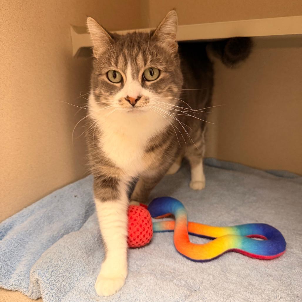 SCAMPER, Adoptable, Adult Female Domestic Short Hair.