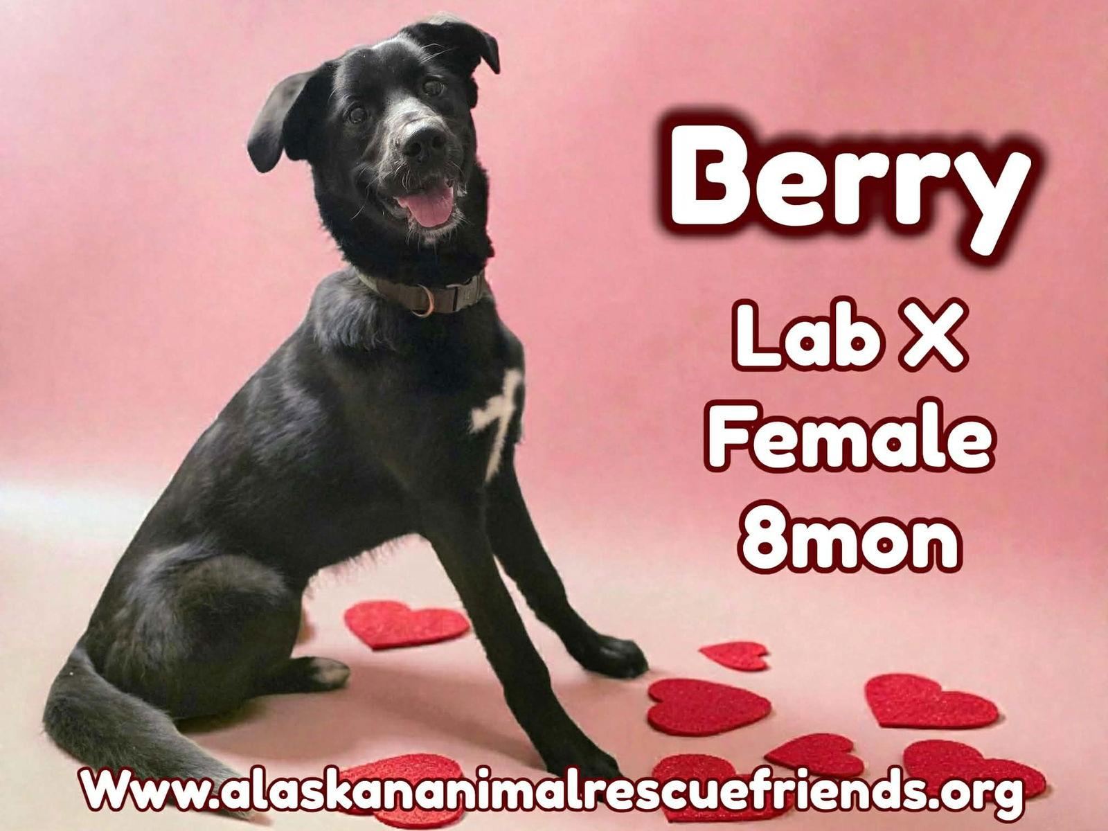 Berry, Adoptable, Young Female Labrador Retriever.