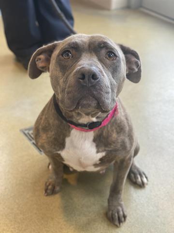 TWINKLE, Adoptable, Young Female Pit Bull Terrier.