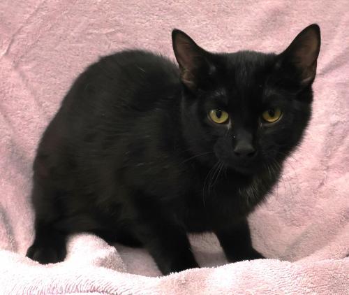 Dinah, Adoptable, Young Female Domestic Short Hair.