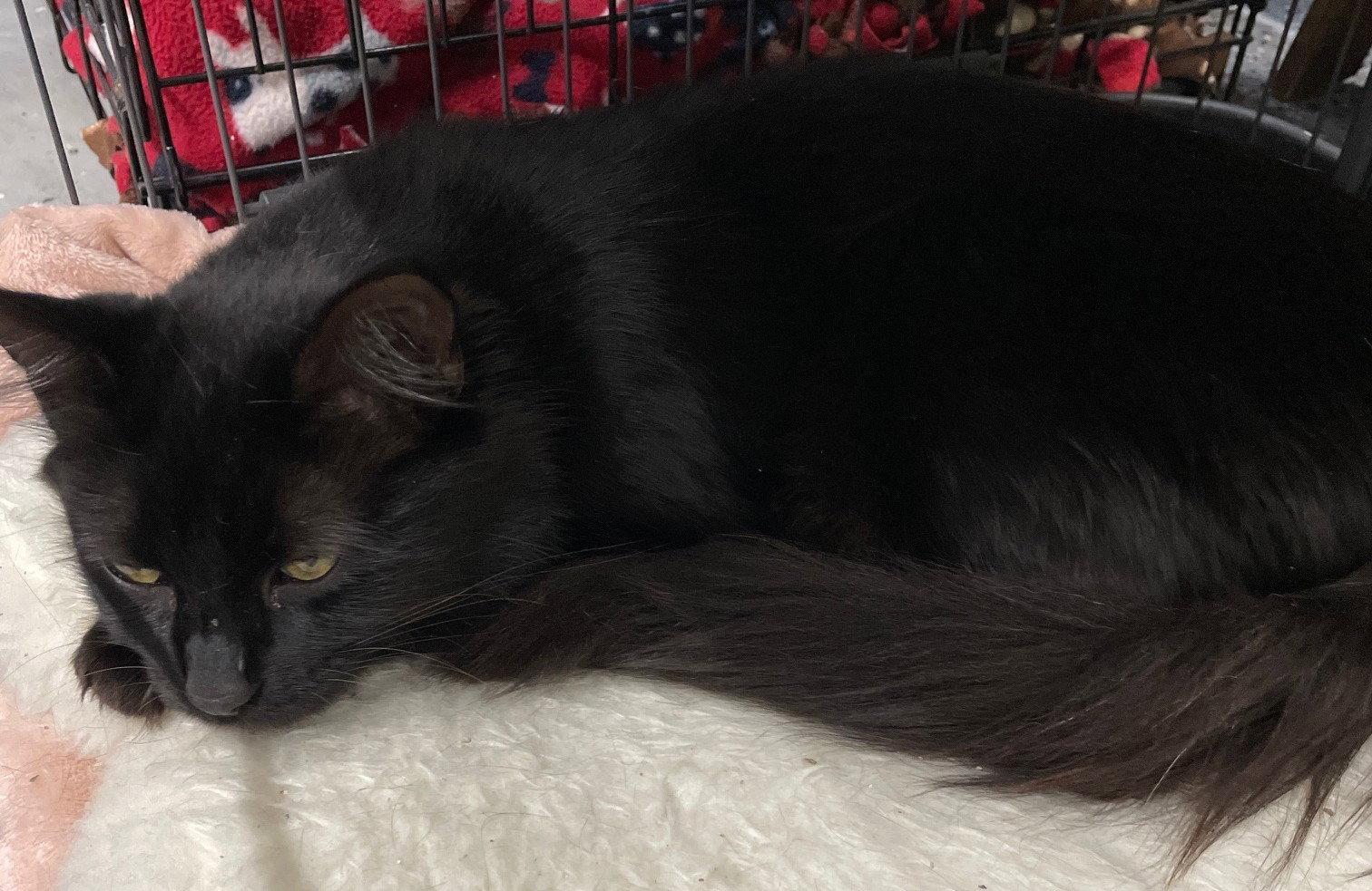 Danish, Adoptable, Adult Female Domestic Short Hair.
