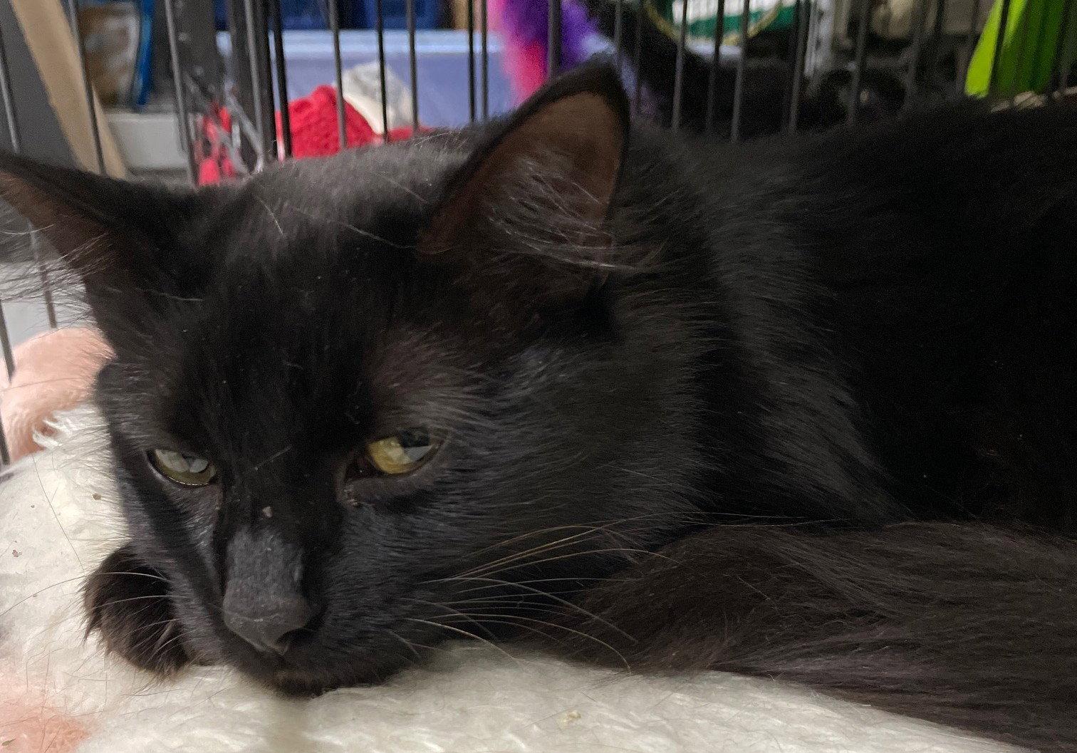 Enlarge Danish, a Adoptable Domestic Short Hair in Island Lake, IL image 2/3