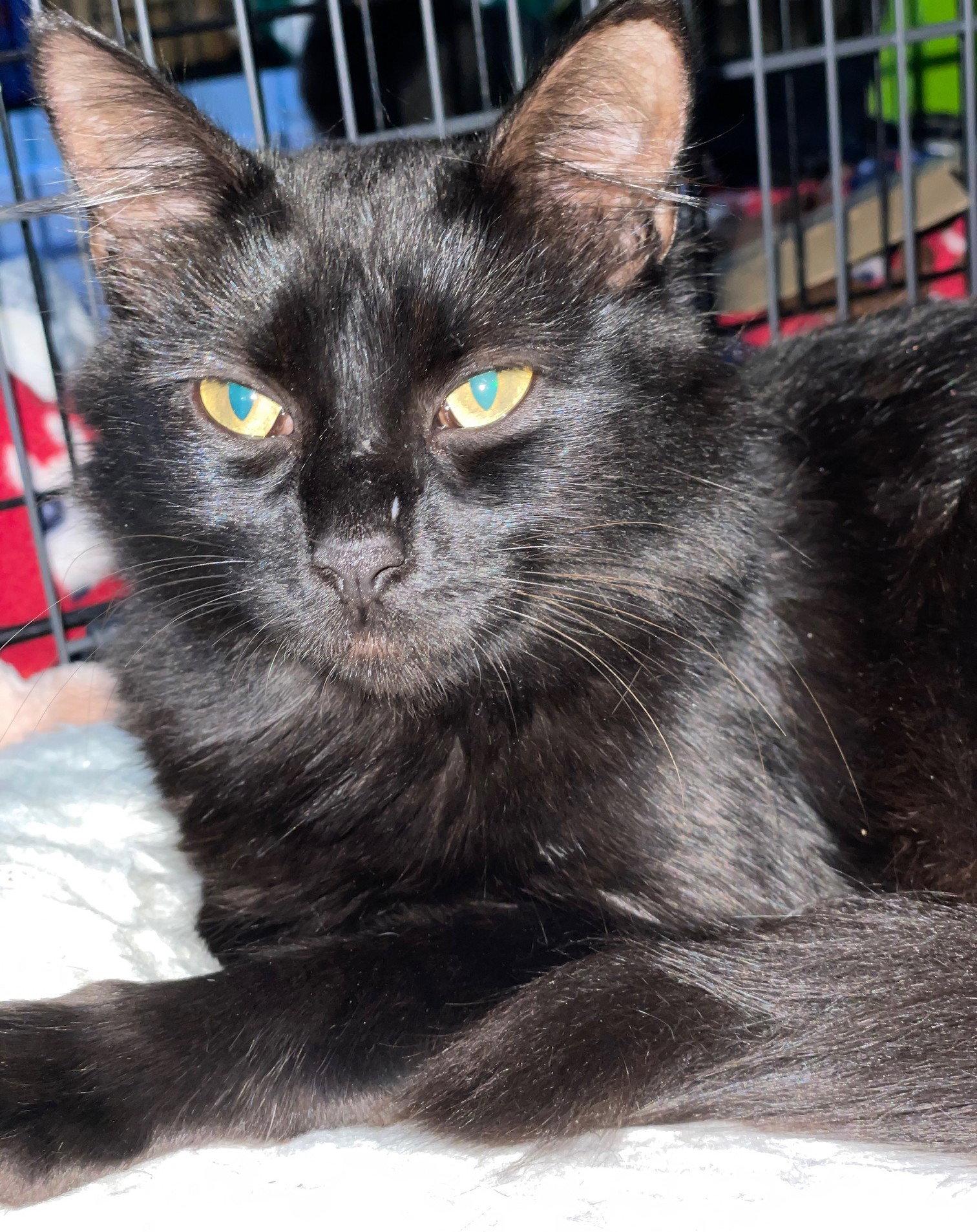 Enlarge Danish, a Adoptable Domestic Short Hair in Island Lake, IL image 3/3