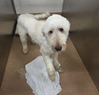 Bertie, adopted, Adult Male Poodle.