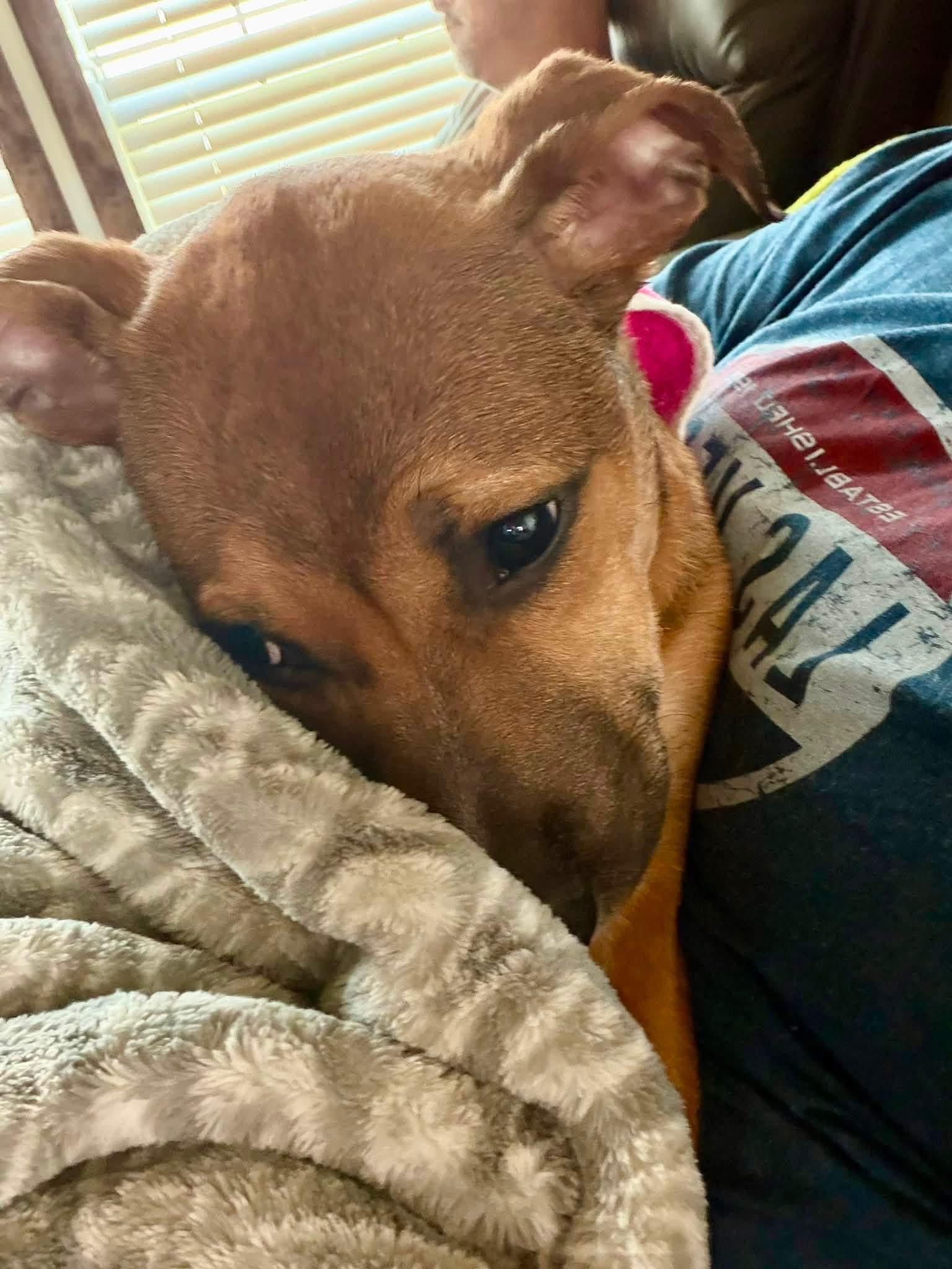 Sirus, an adopted mixed breed in Beavercreek, OR image 5/6