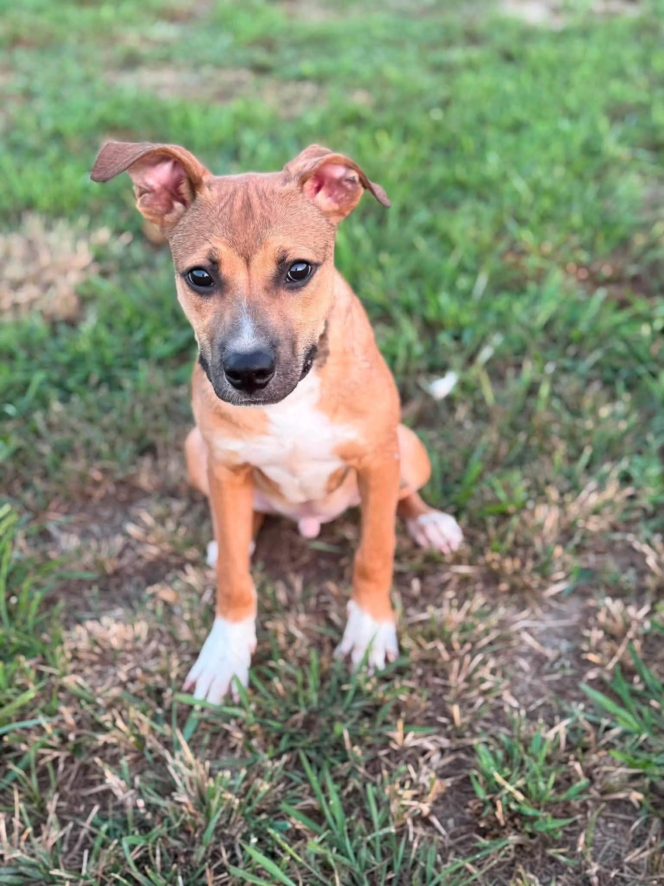 Sirus, adopted, Young Male Pit Bull Terrier & German Shepherd Dog.