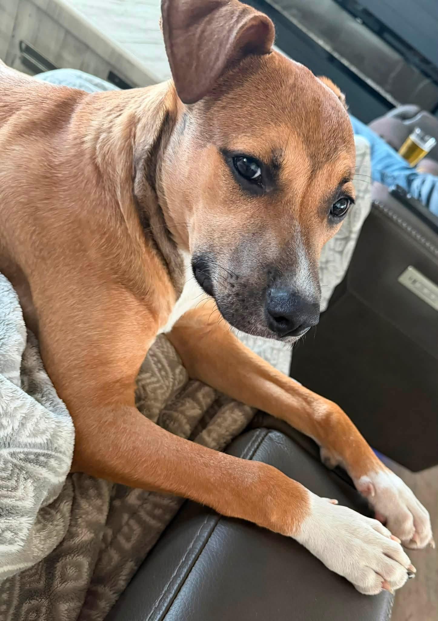 Sirus, an adopted mixed breed in Beavercreek, OR image 3/6