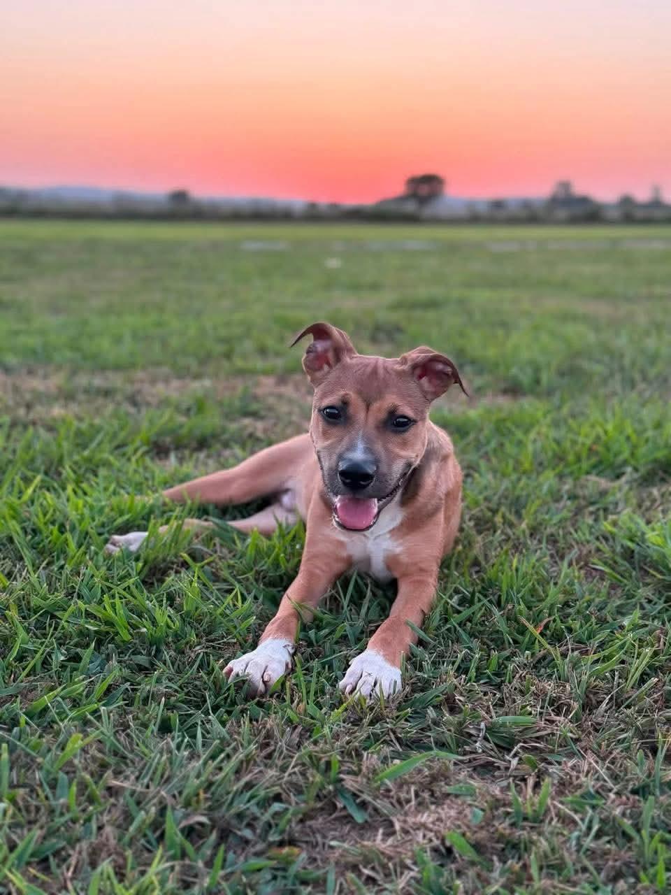 Sirus, an adopted mixed breed in Beavercreek, OR image 2/6