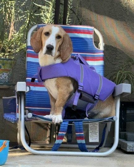 Honey (Redding), Adoptable, Young Female Basset Hound.
