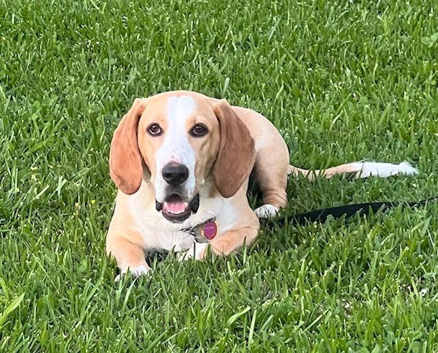 Enlarge Honey (Redding), a Adoptable Basset Hound in Petaluma, CA image 2/2