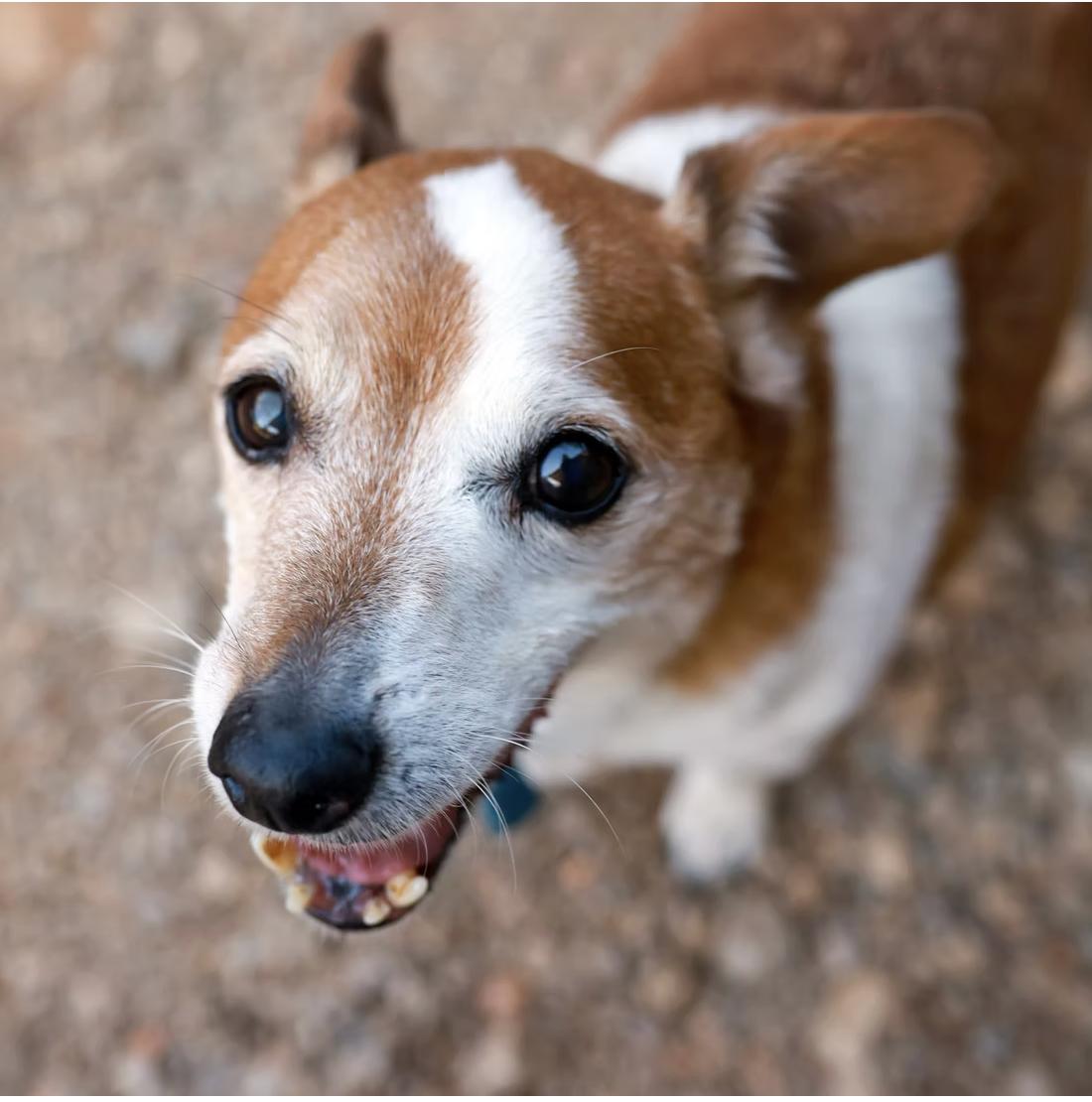 Bodie, a ADOPTABLE Jack Russell Terrier in Marble Falls, TX image 1/2