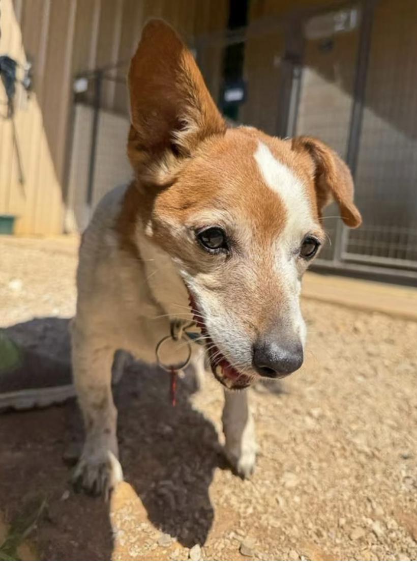 Bodie, a ADOPTABLE Jack Russell Terrier in Marble Falls, TX image 2/2