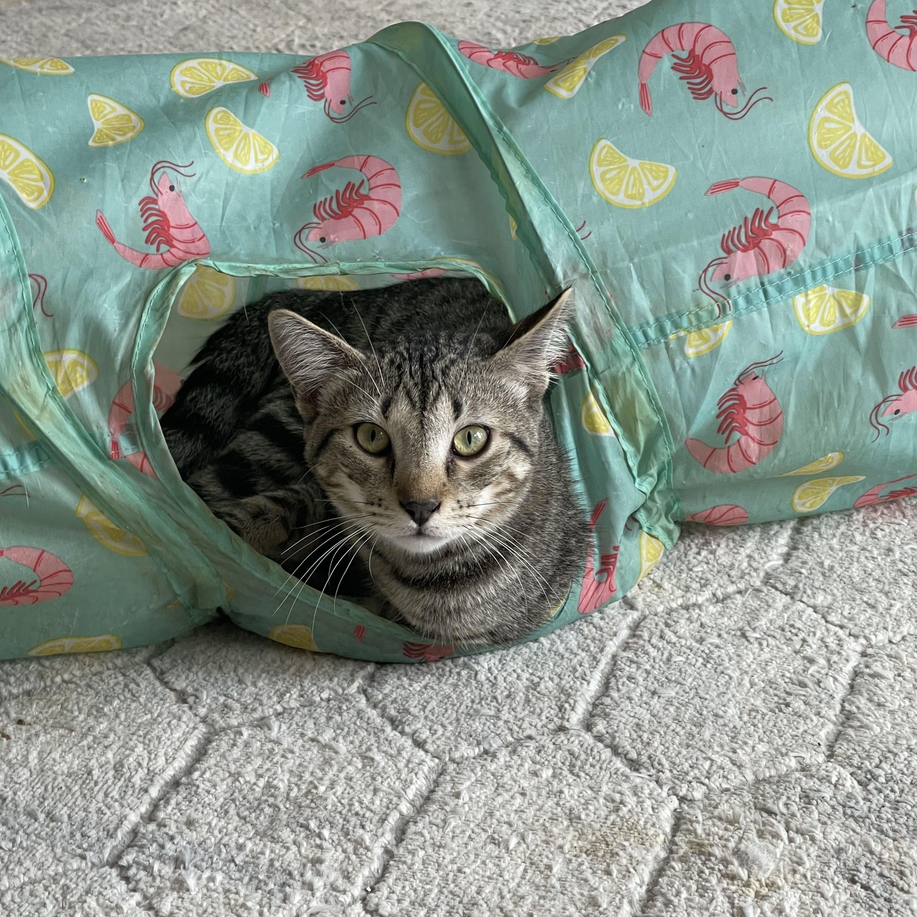Andy, adoptable, Young Male Domestic Short Hair.