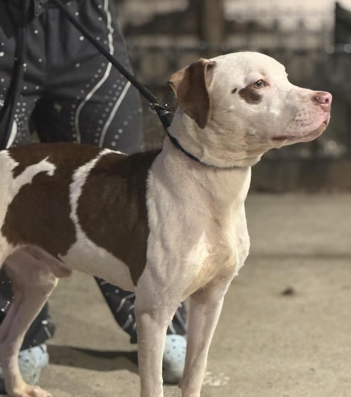 Soto Bean, a ADOPTABLE American Staffordshire Terrier in Brooklyn, NY image 2/3