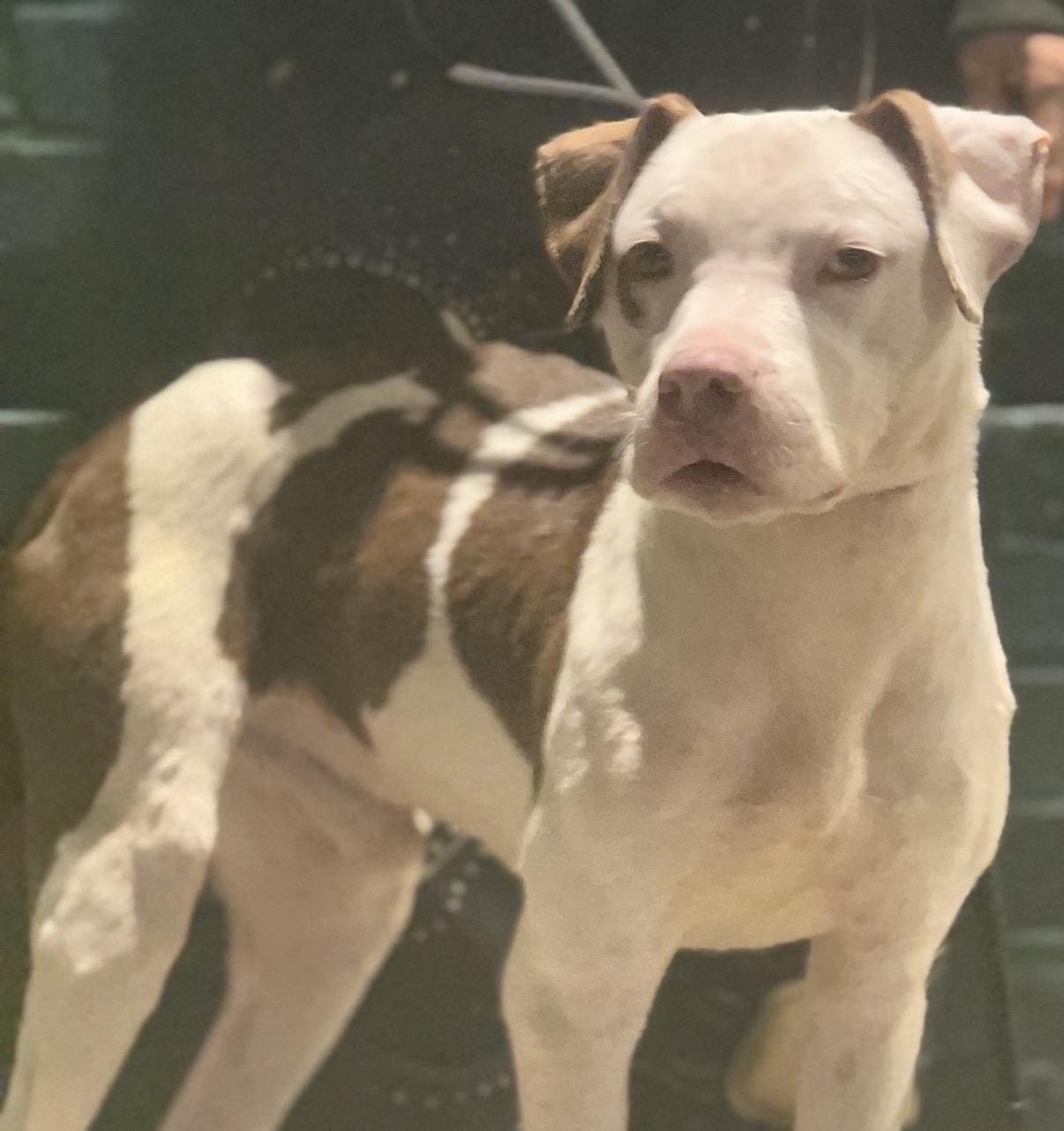 Soto Bean, a ADOPTABLE American Staffordshire Terrier in Brooklyn, NY image 3/3