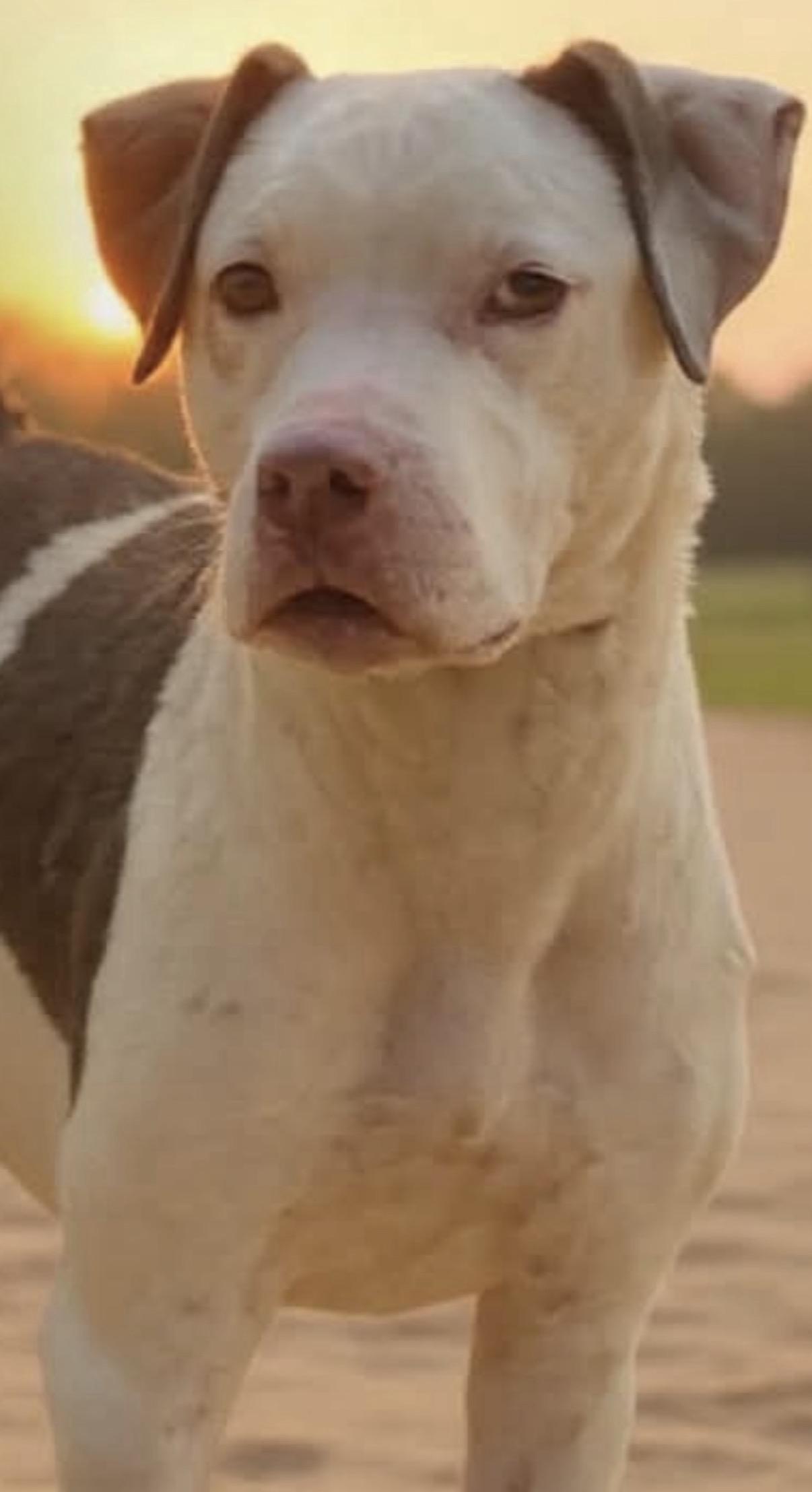 Soto Bean, a ADOPTABLE American Staffordshire Terrier in Brooklyn, NY image 1/3