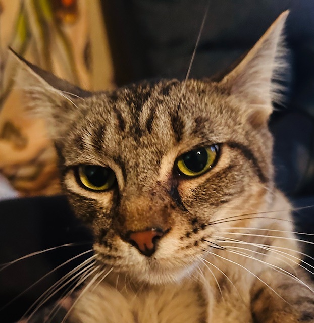 Matilda, an adoptable Tabby in Porter, TX_image-1