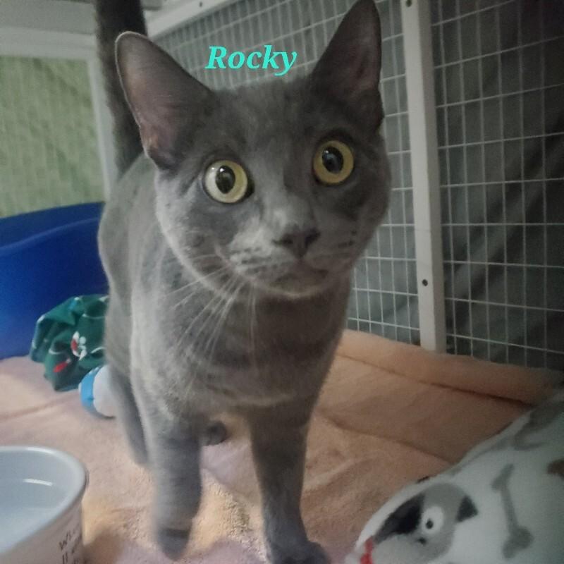 Enlarge Rocky, a Adoptable Domestic Short Hair in Diamond Springs, CA image 1/1