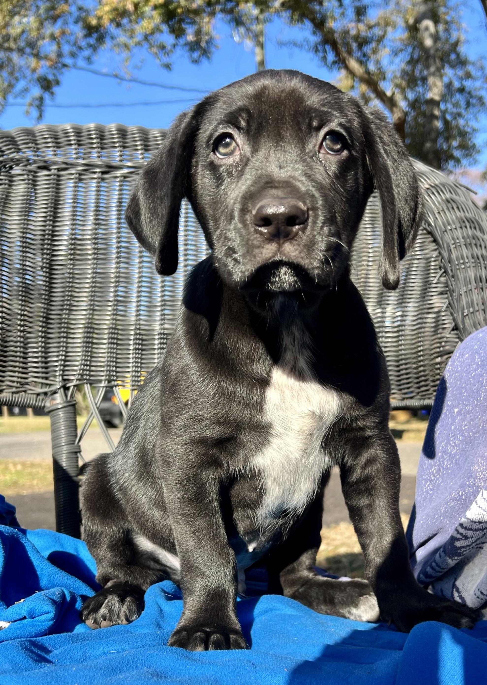 Enlarge Tweety, a Adoptable mixed breed in Mt Pleasant, SC image 1/6