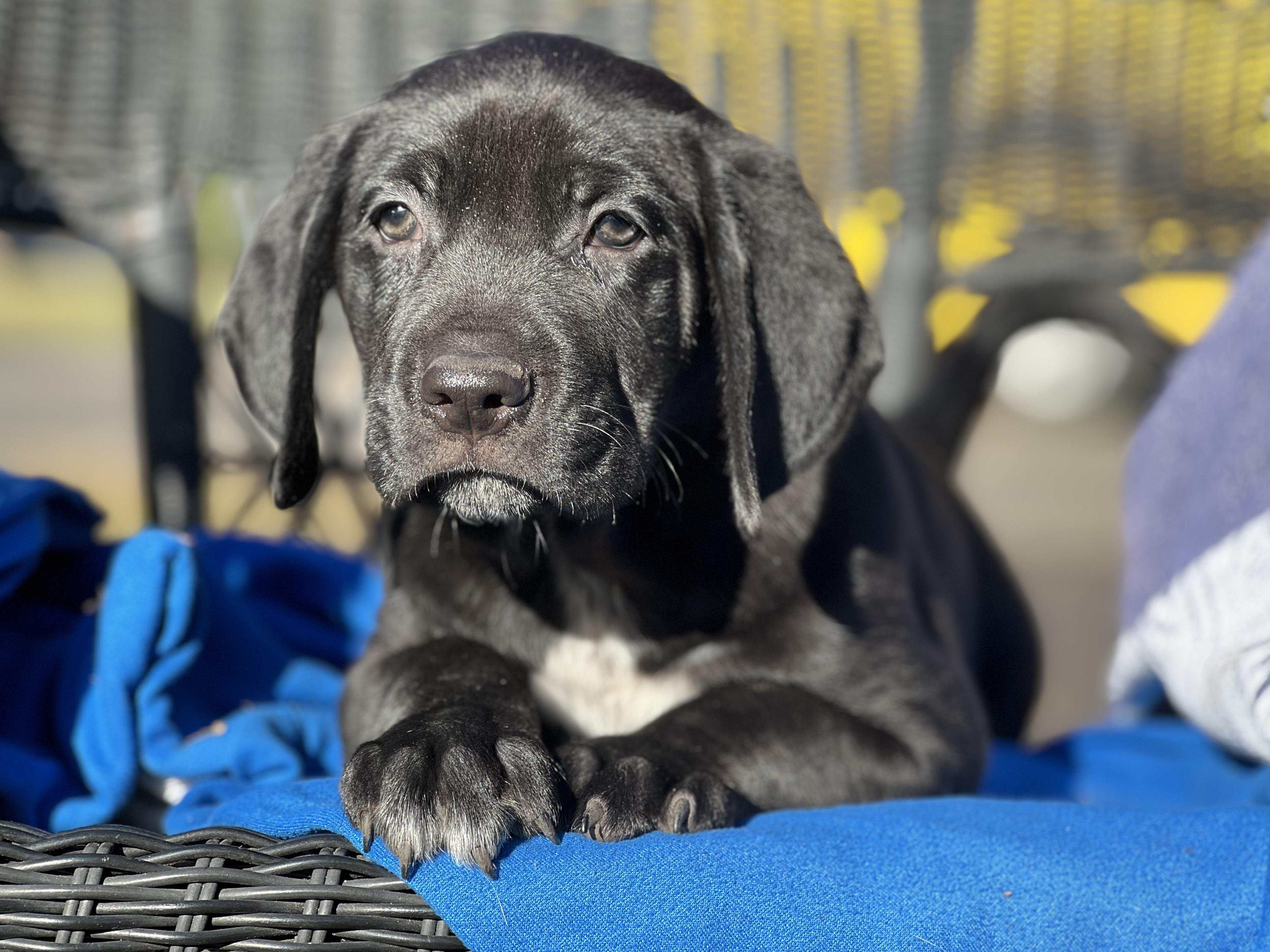 Enlarge Tweety, a Adoptable mixed breed in Mt Pleasant, SC image 2/6
