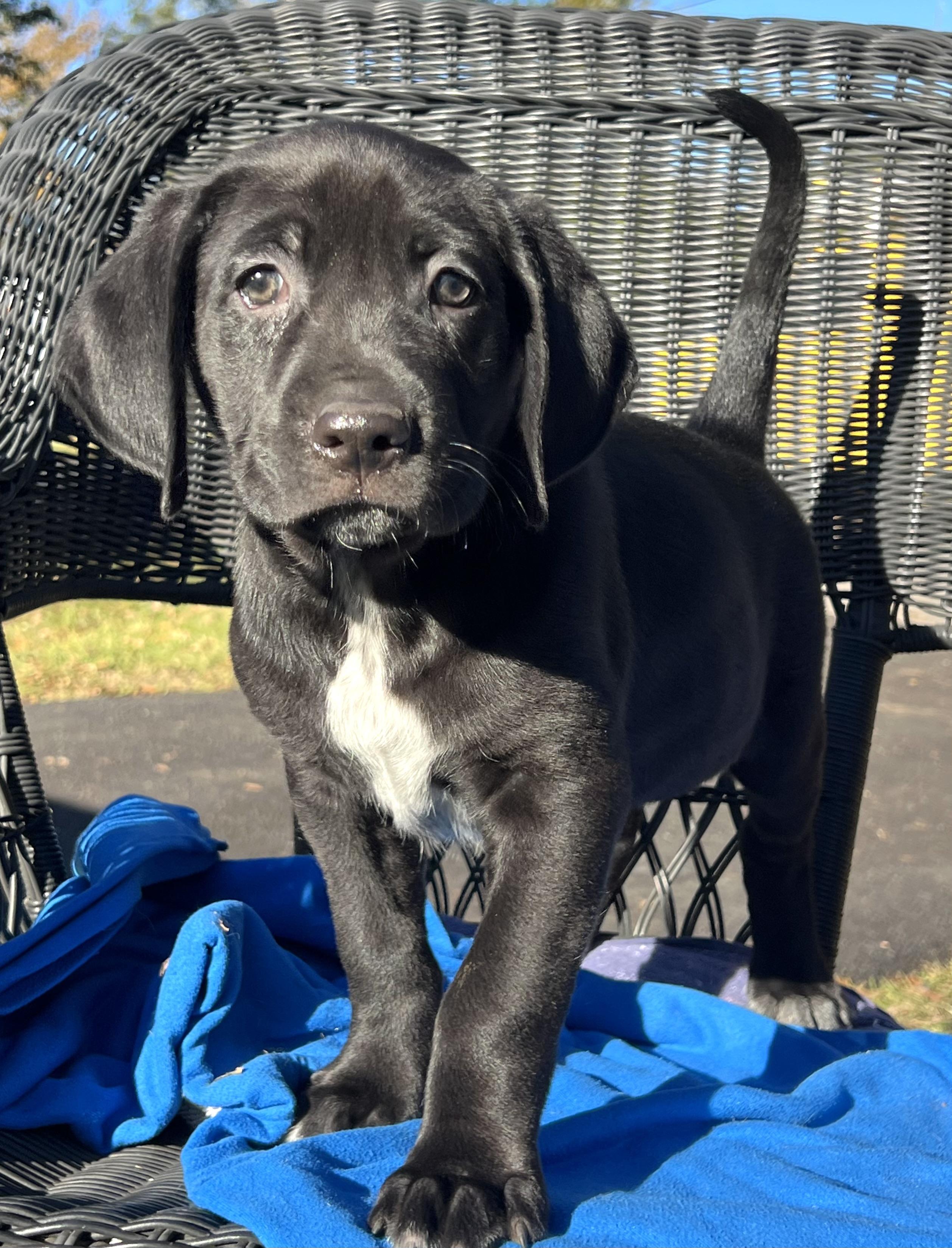 Tweety, Adoptable, Puppy Male Mixed Breed.